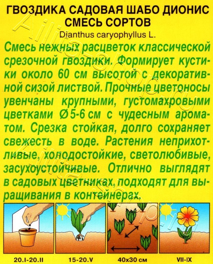 Гвоздика садовая Шабо Дионис, смесь сортов 0,05г