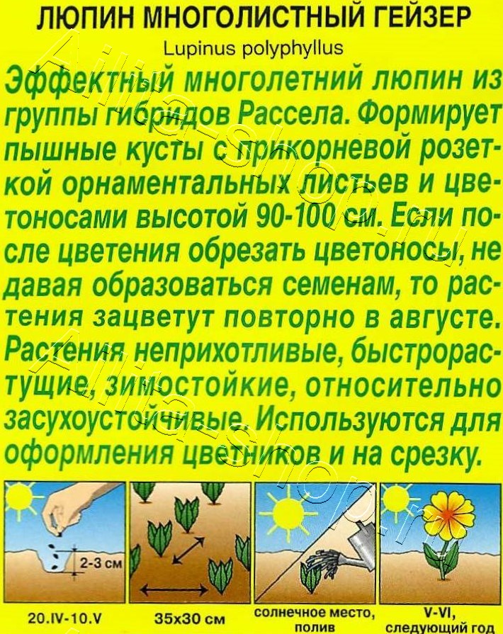 Люпин Гейзер 15шт