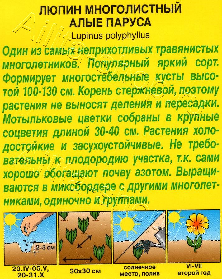 Люпин Алые паруса многолетний 15шт