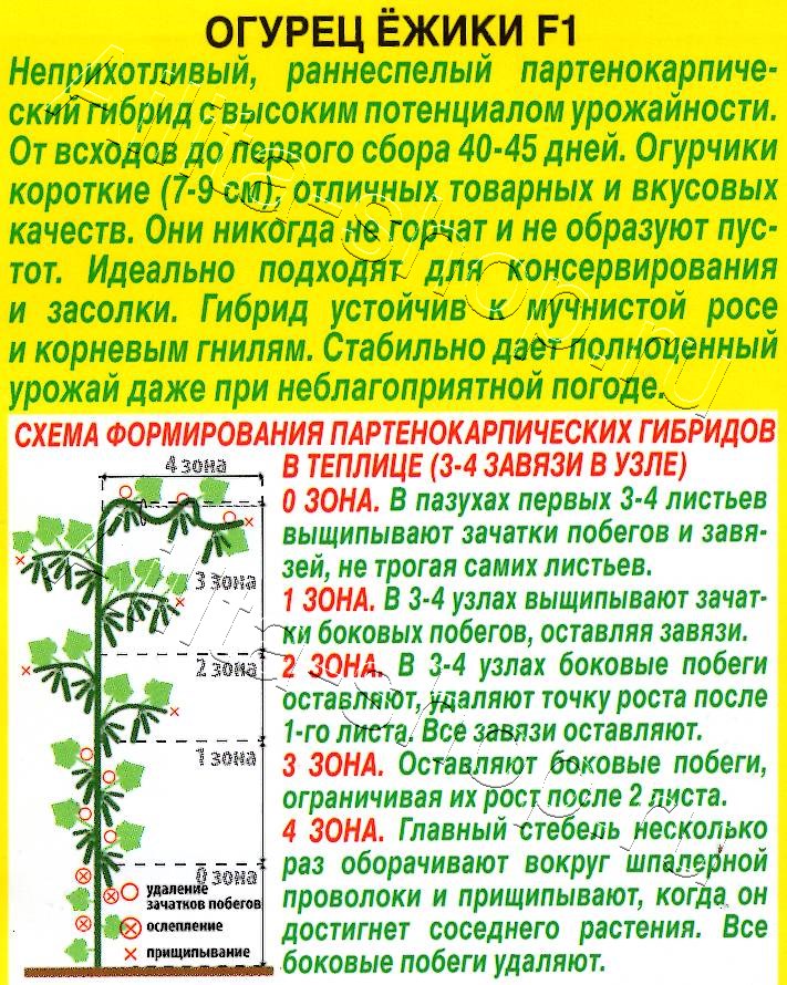 Огурец Ежики F1 10шт