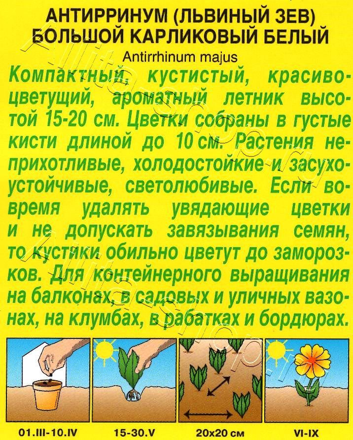 Львиный зев карликовый белый 10шт