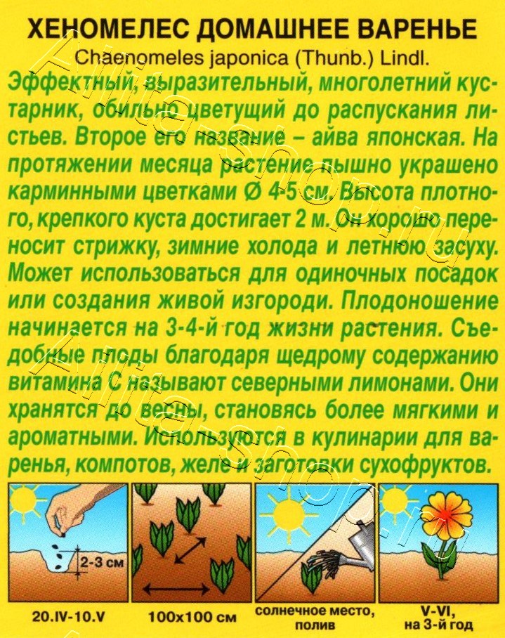 Хеномелес Домашнее варенье 10шт