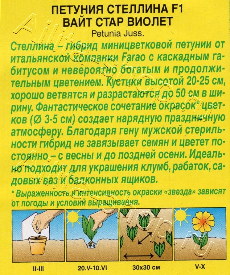 Петуния Стеллина F1 вайт стар виолет 5шт