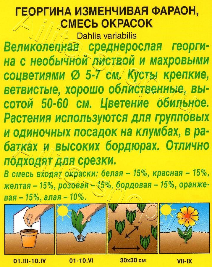 Георгина Фараон, смесь окрасок 0,3г
