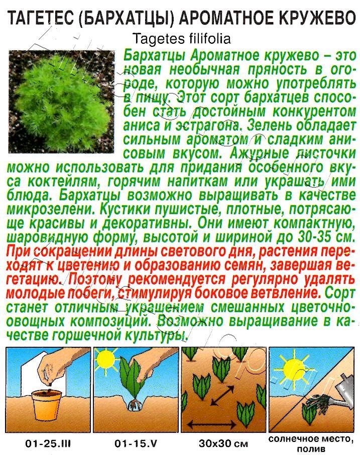 Бархатцы Ароматное кружево 5шт