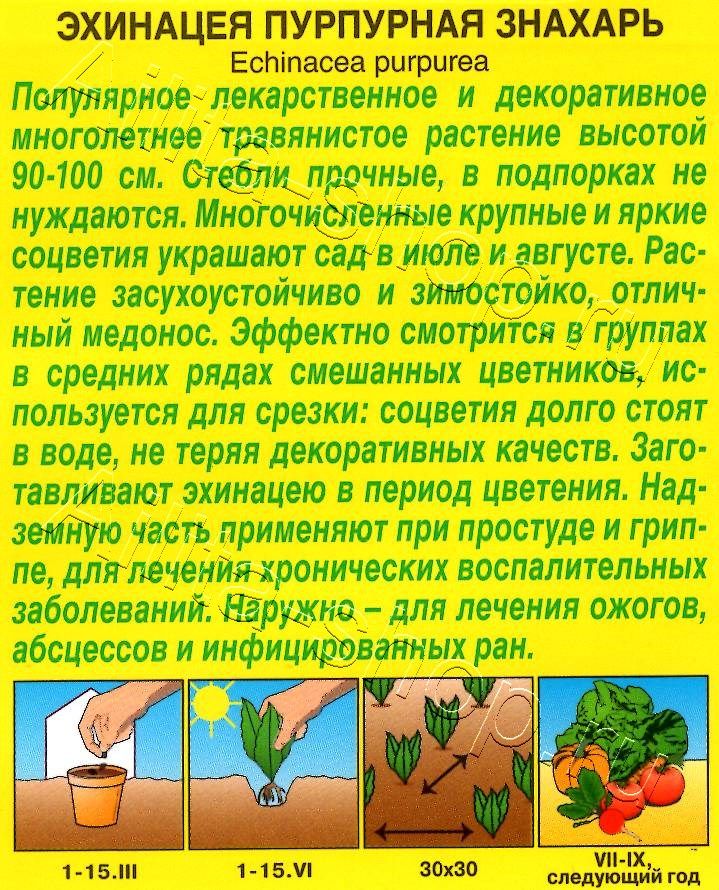 Эхинацея пурпурная Знахарь 0,3г