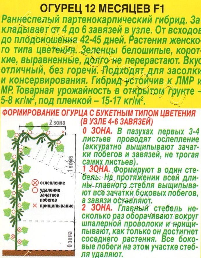 Огурец 12 месяцев F1 10шт