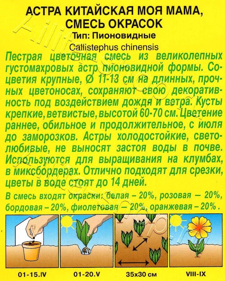 Астра Моя мама, смесь окрасок 0,2г