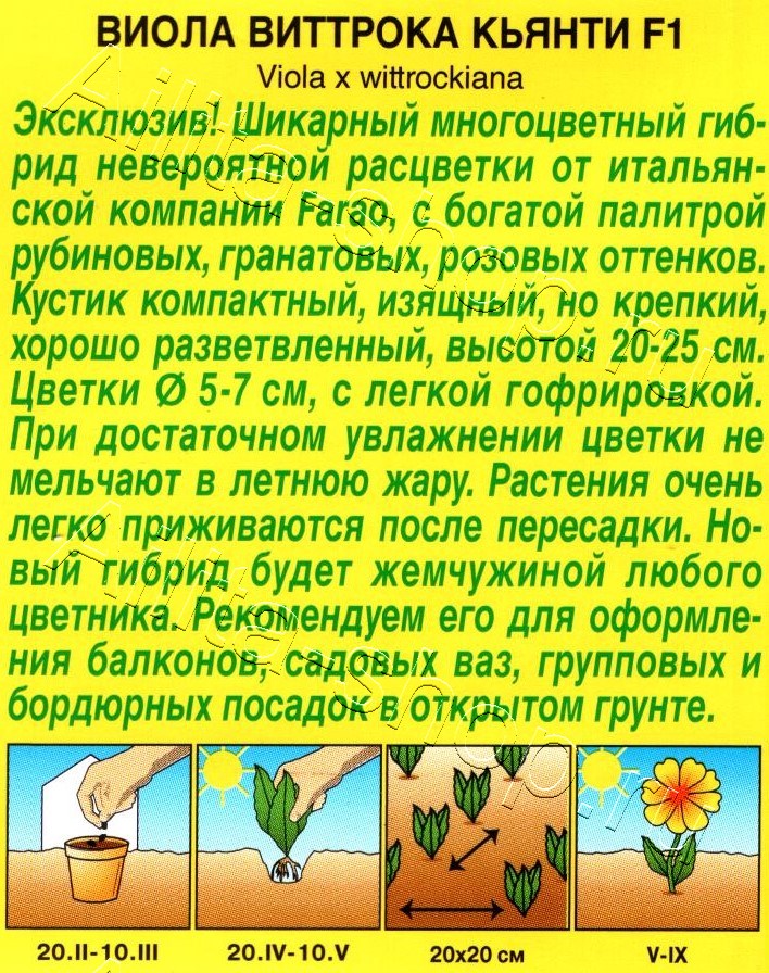 Виола Кьянти F1 5шт