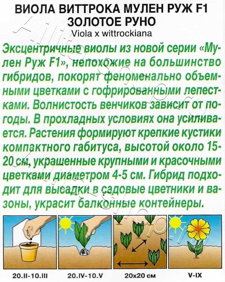 Виола Мулен Руж F1 золотое руно 5шт