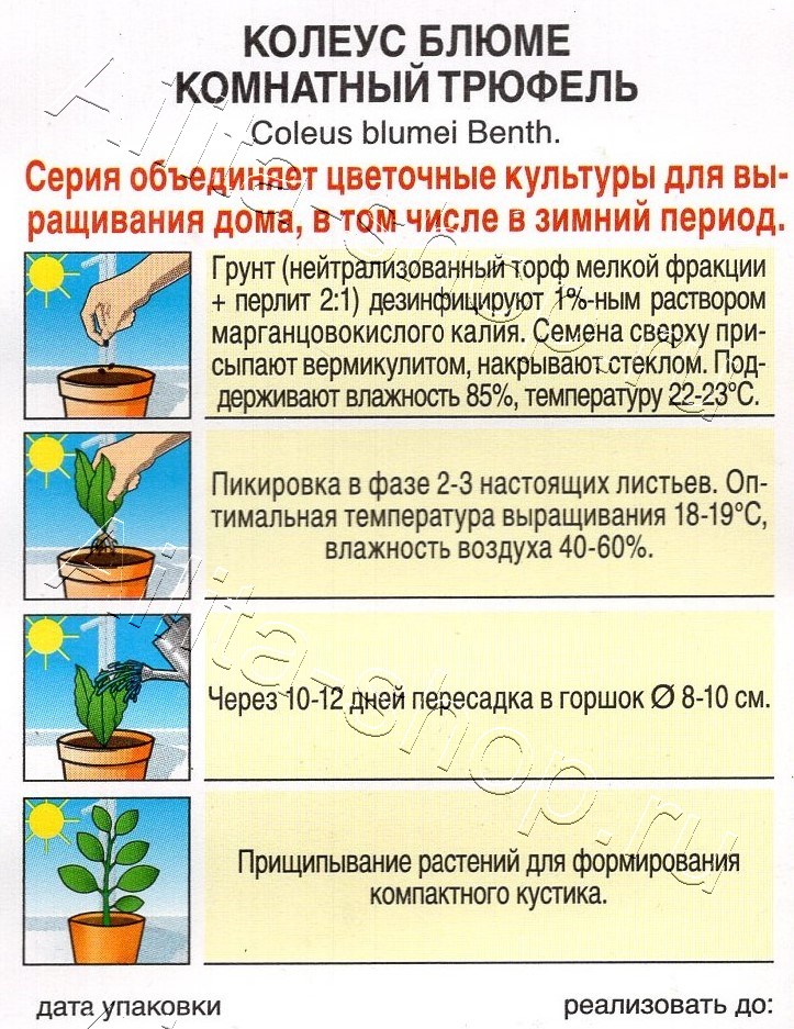 Колеус Комнатный трюфель 5шт