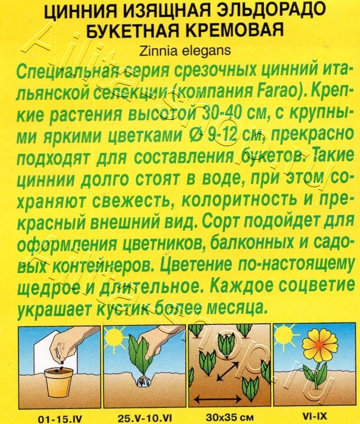 Цинния Эльдорадо букетная кремовая 12шт