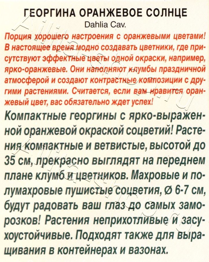 Георгина Оранжевое солнце 7шт