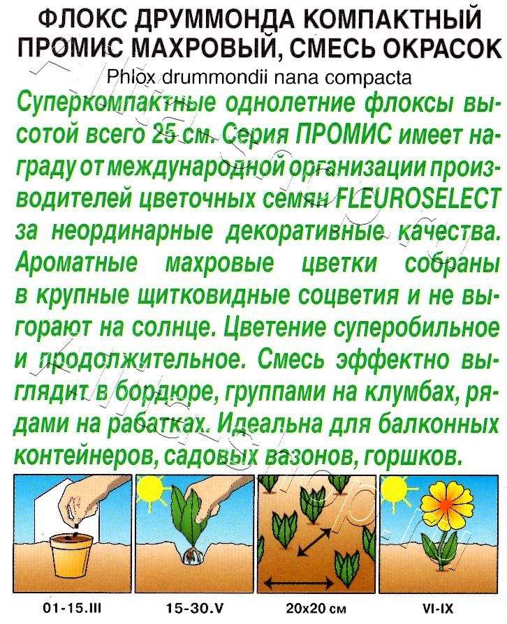 Флокс махровый Промис, смесь окрасок 10шт