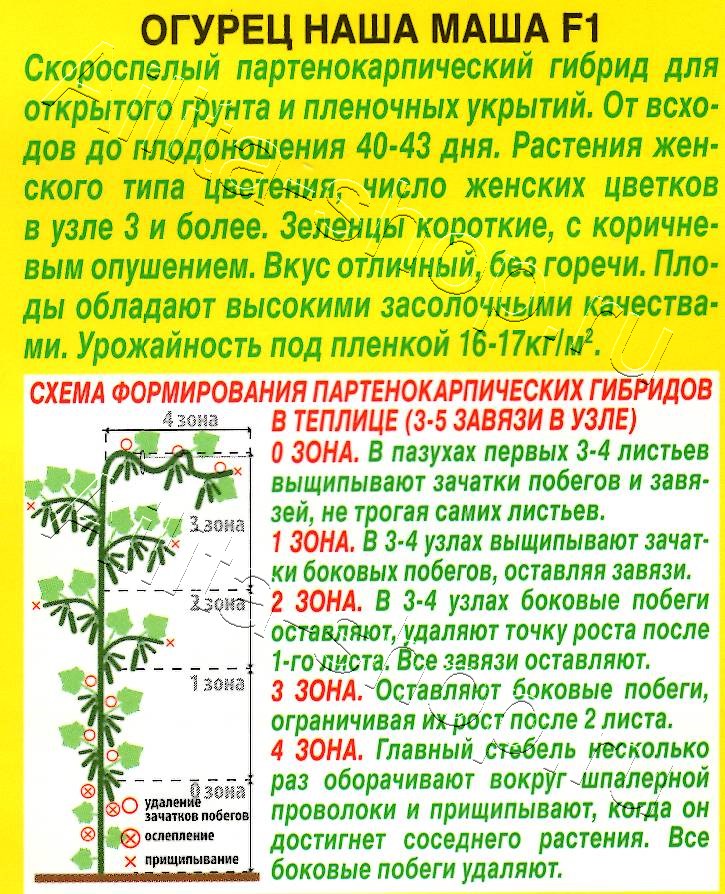 Огурец Наша Маша F1 10шт