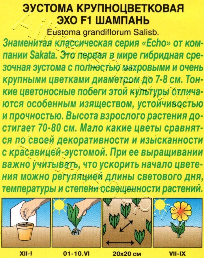 Эустома Эхо F1 шампань крупноцветковая 5шт