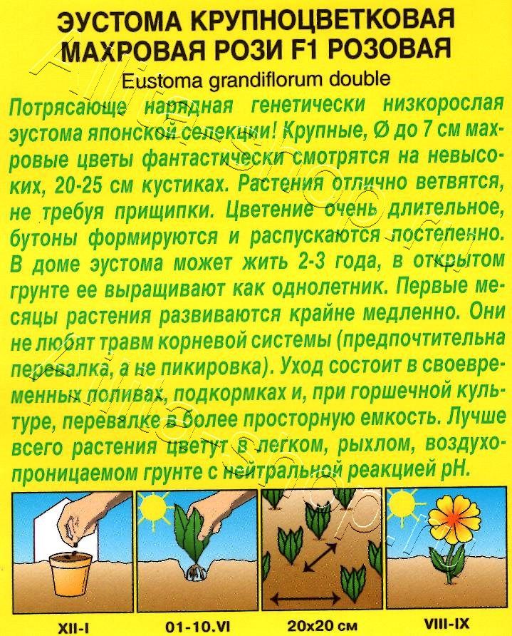 Эустома Рози F1 розовая крупноцветковая махровая 5шт