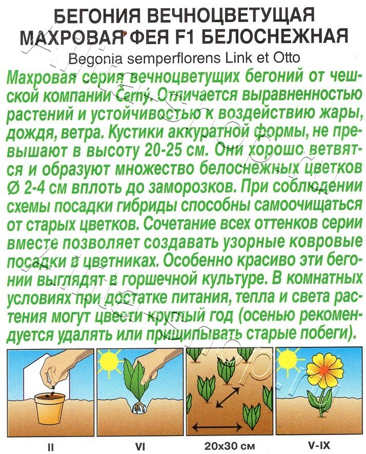 Бегония вечноцветущая махровая Фея F1 белоснежная 5шт