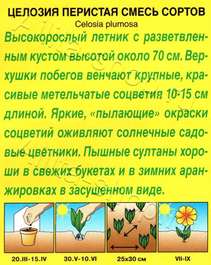 Целозия перистая, смесь окрасок 0,3г