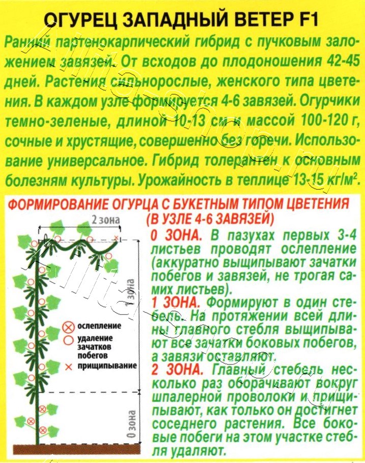 Огурец Западный ветер F1 10шт