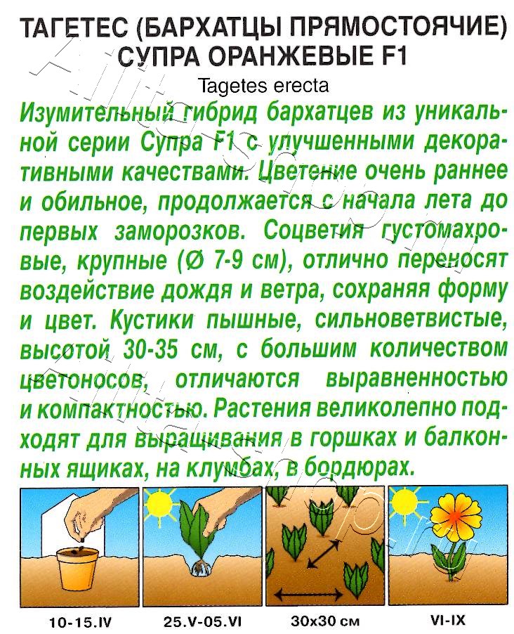 Бархатцы Супра оранжевые F1 прямостоячие 7шт