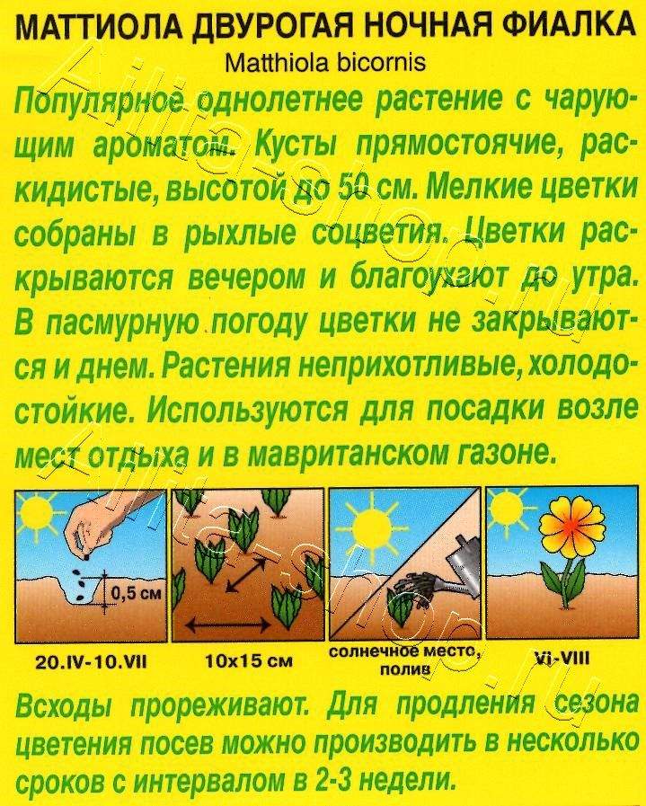 Маттиола Ночная фиалка 0,5г