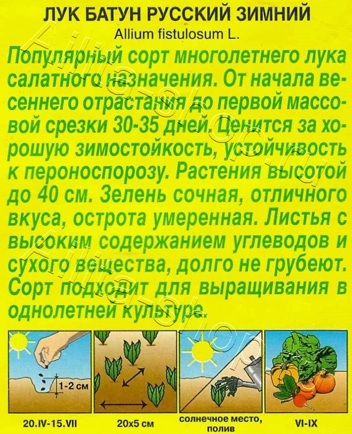 Лук батун Русский зимний 0,5г