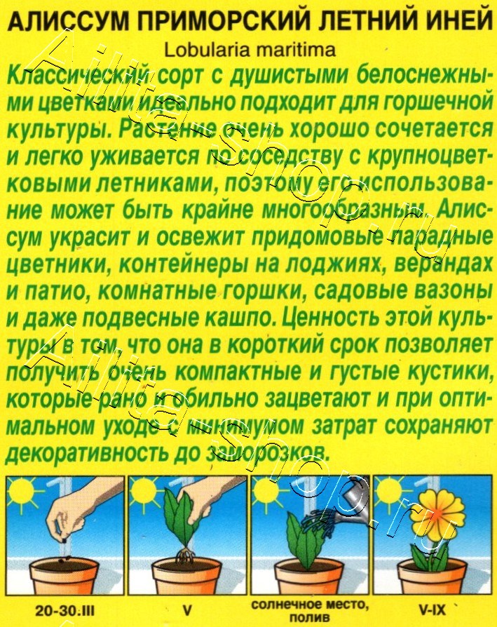 Алиссум Летний иней 0,05г
