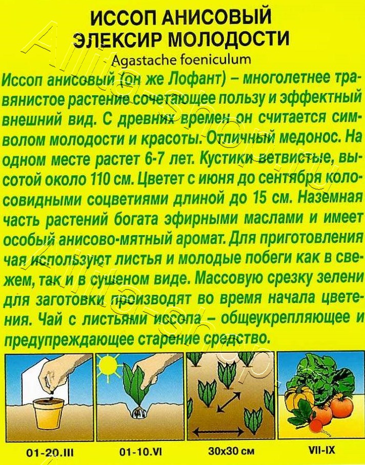 Иссоп анисовый Эликсир молодости 0,05г