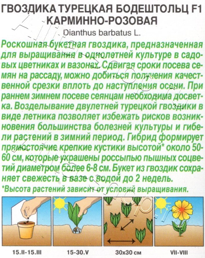 Гвоздика турецкая Бодештольц F1 карминно-розовая 7шт