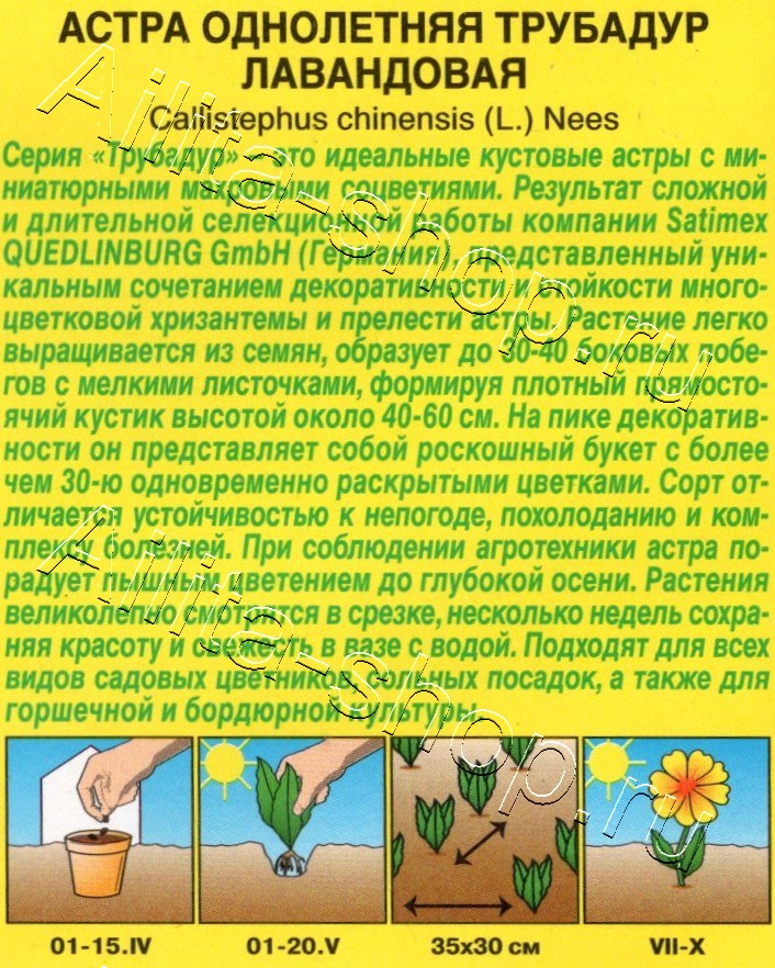 Астра Трубадур лавандовая 20шт