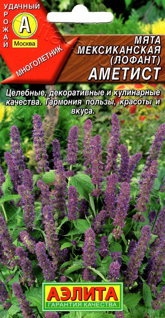 Розмарин Аметист 20шт