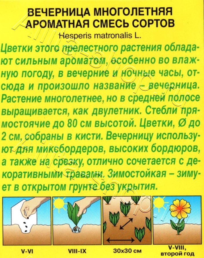 Вечерница Ароматная, смесь сортов 0,3г