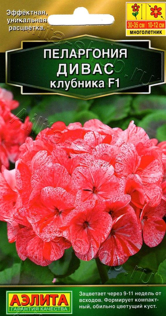 Пеларгония Дивас F1 клубника 3шт