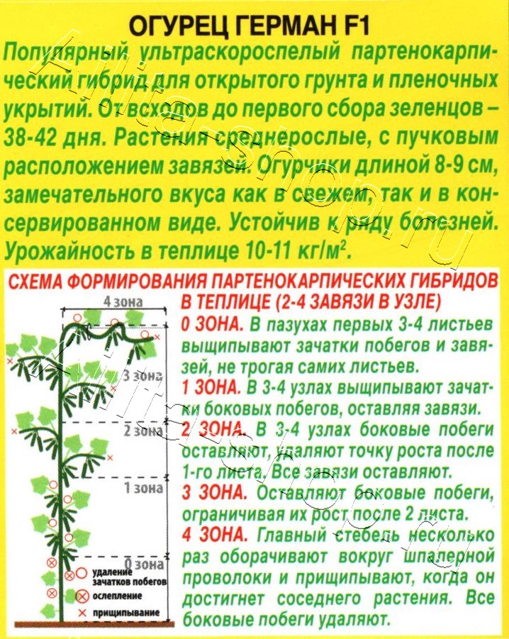 Огурец Герман F1 10шт