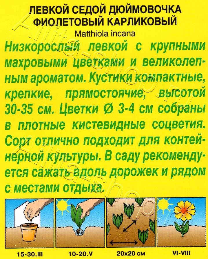 Левкой карликовый Дюймовочка фиолетовый 0,1г