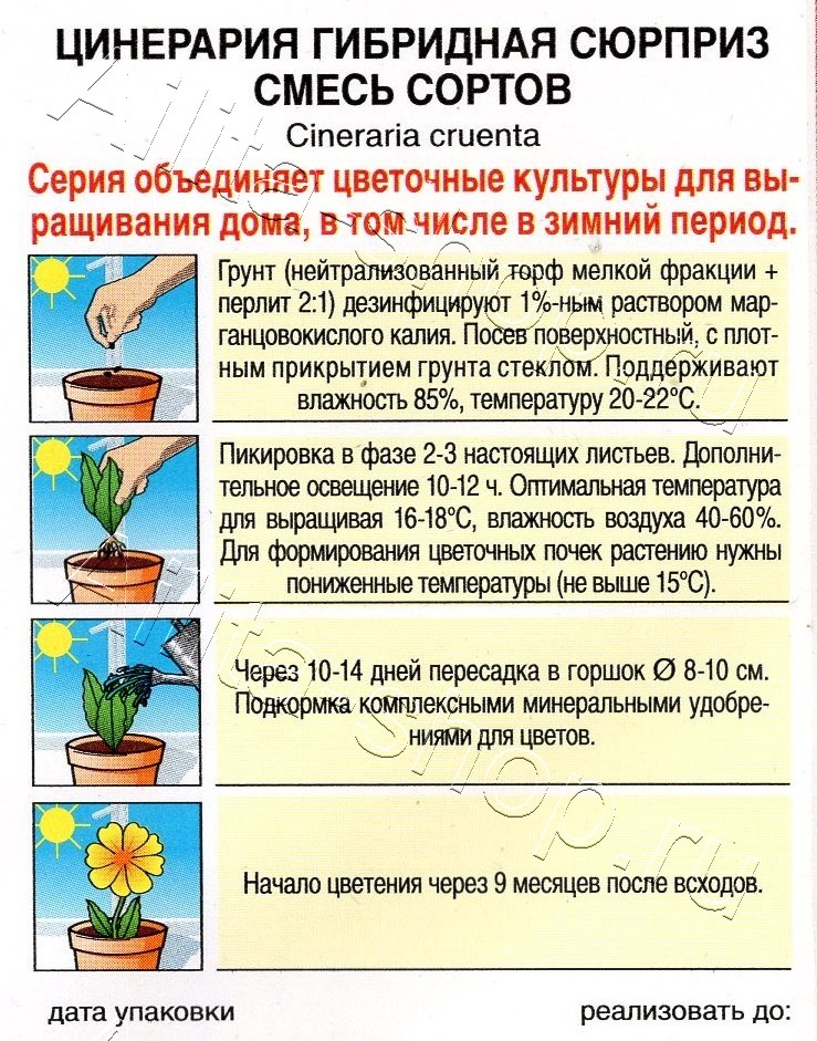 Цинерария гибридная Сюрприз, смесь сортов 30шт