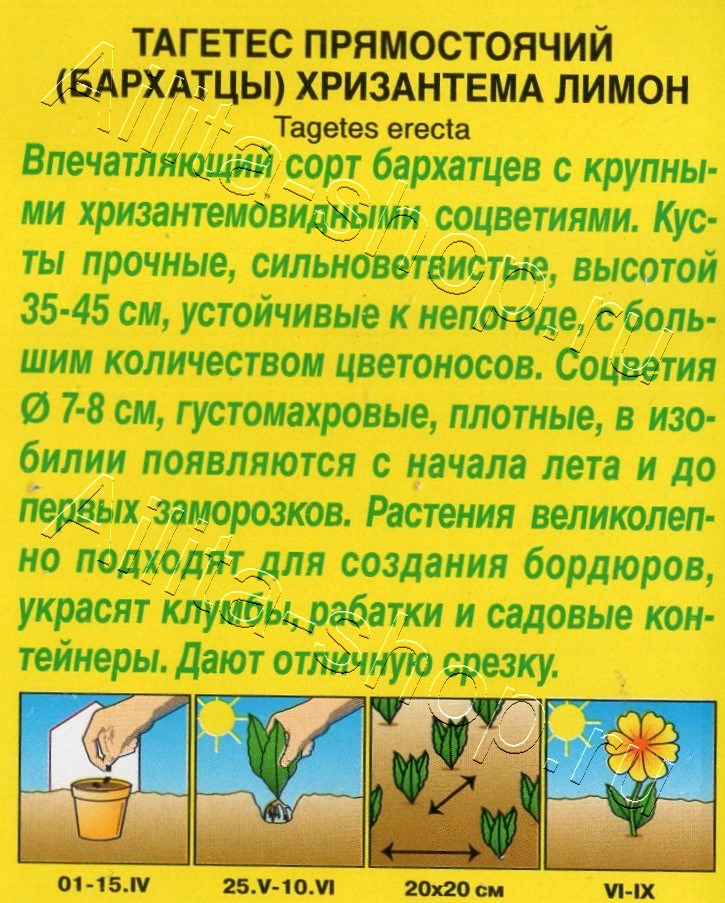 Бархатцы Хризантема лимон прямостоячие 0,1г