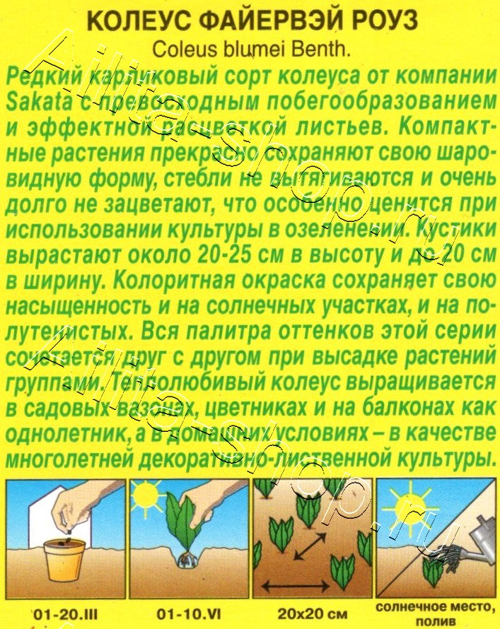 Колеус Файервэй роуз 5шт