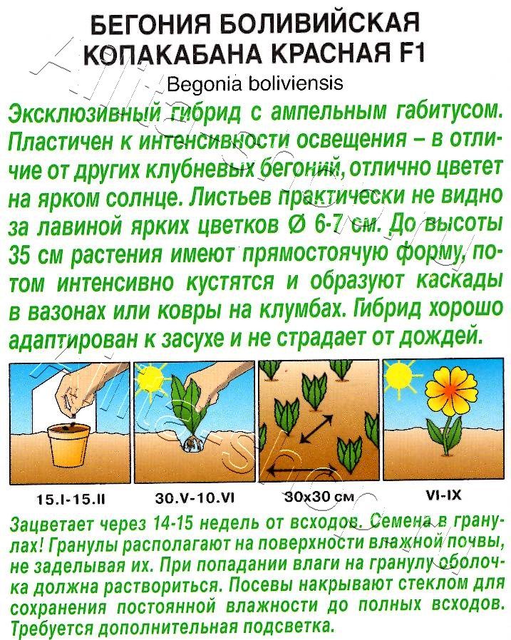Бегония боливийская Копакабана F1 красная 5шт
