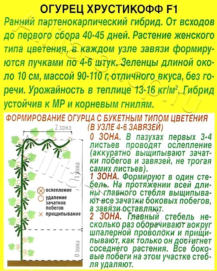 Огурец Хрустикофф F1 10шт