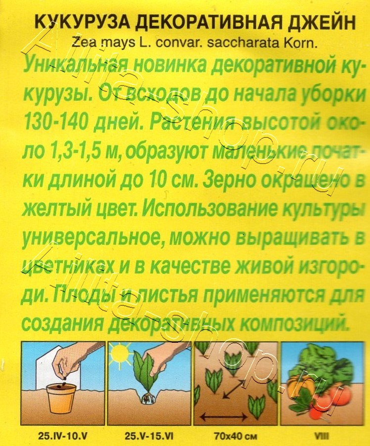 Кукуруза декоративная Джейн 10шт