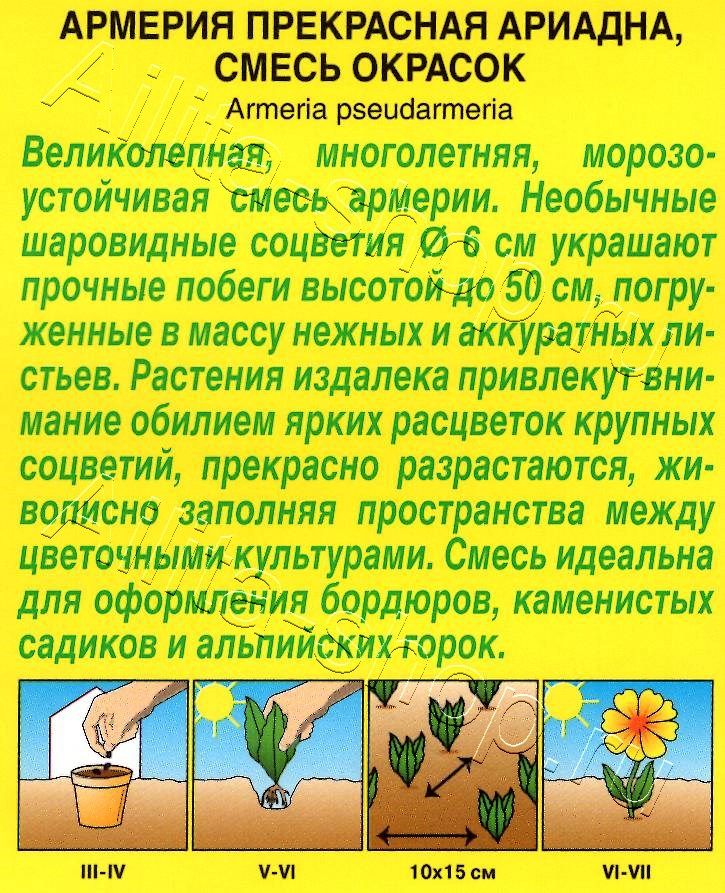 Армерия Ариадна, смесь окрасок 0,03г