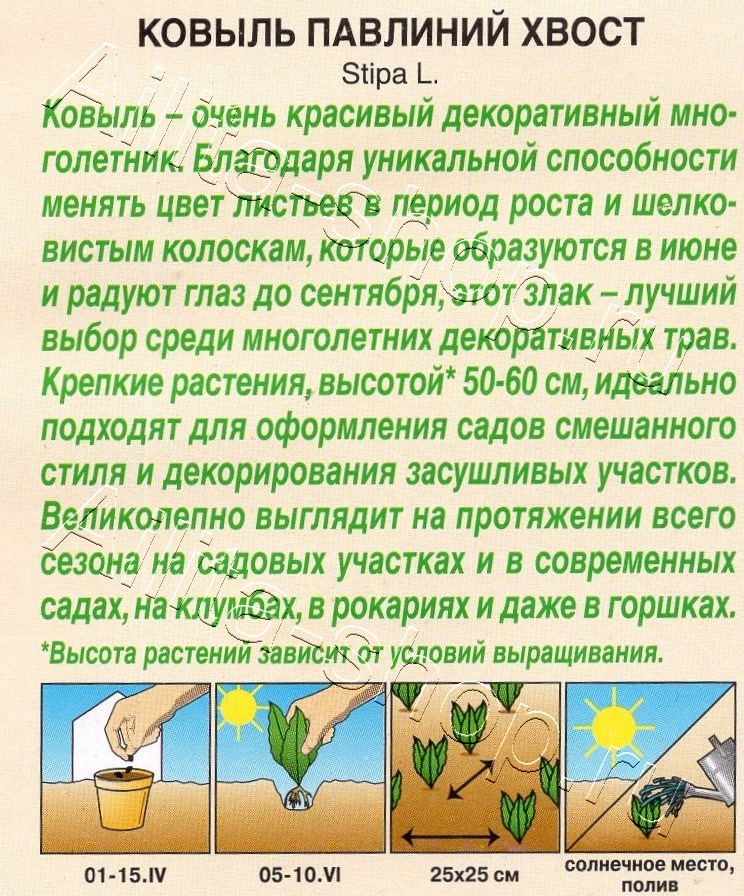 Ковыль Павлиний хвост 5шт