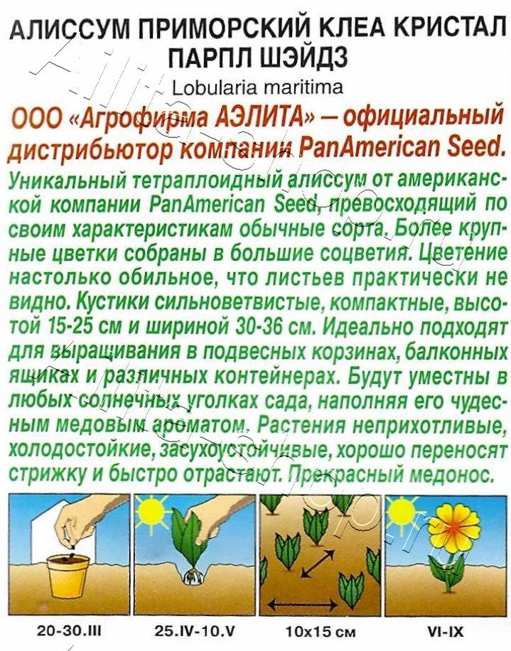 Алиссум Клеа кристал парпл шэйдз 4шт