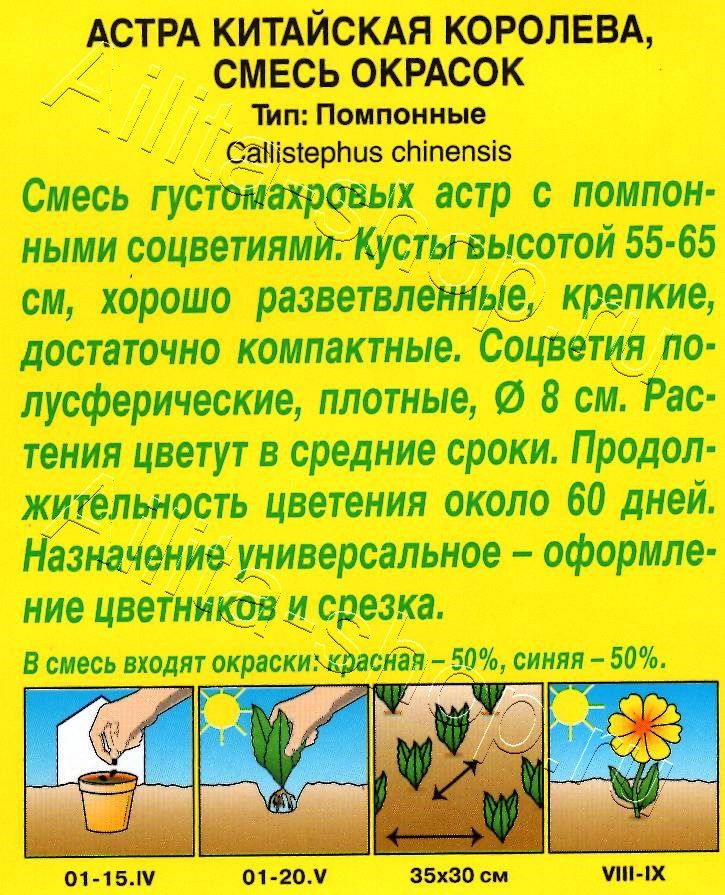 Астра Королева, смесь окрасок 0,2г