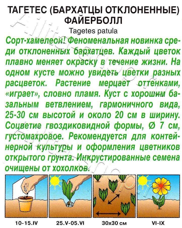 Бархатцы Файерболл отклоненные 5шт