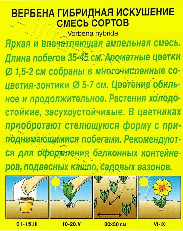 Вербена Искушение, смесь сортов 40шт