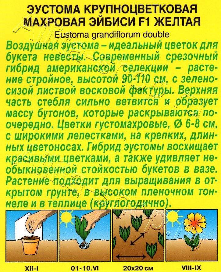 Эустома Эйбиси F1 желтая крупноцветковая махровая 5шт