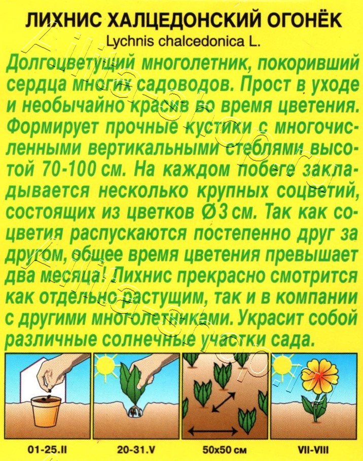 Лихнис Огонек 0,1г